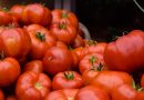 Pestovanie paradajok – ako si zabezpečiť bohatú úrodu?