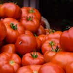 Pestovanie paradajok – ako si zabezpečiť bohatú úrodu?
